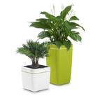 subcategory-image