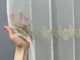 Готовая тюль (3х2,7м.) "Грек-сетка" с вышивкой. Цвет молочный с бежевым. Код 1473т 40-404