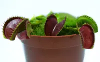 Рослина хижак Венерина Мухолівка AlienPlants B52 Dionaea muscippula B52 розмір L