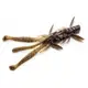 Силикон FishUp Shrimp 3.6" #050 Green Pumpkin Brown/Red & Purple
