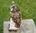 Сова на книге 25 см Гранд Презент СП202 цв