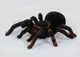 Паук на радиоуправлении Yufeng 81 Тарантул подсвета глаз батарейки типа АА 1.5V. Black and Brown (78864)