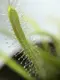 Растение хищник Росянка Капская AlienPlants Drosera Capensis