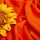Ткань трикотаж трехнитка петля Сезон коралл теплая для спортивной одежды