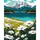 Картина по номерам "Цветущие ромашки" ©art_selena_ua KHO2895 40х50 см