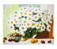 Картина по номерам Ромашки, 60 х 75 см, краски, кисти. Multicolor (JY001)