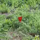 Флажки для обозначения взрывоопасных предметов 5 шт