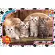 Пазлы G-Toys Домашние любимцы AN146 70 деталей