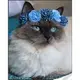 Алмазная мозаика "Котик в голубом веночке", 30х40 см
