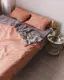 Постельное белье семейное Dushka Home Вареный хлопок 20511 160х215х2 см персиковое с серым