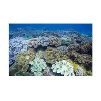 Морська Флора наклейка в акваріум 40х65 див.