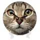 Часы настенные круглые Кот 18 см (CH18_P_15S121)