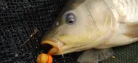 Гачок короповий Wide Gape Х+ №6 ( вайт гейп) 10 шт Fishing Drive
