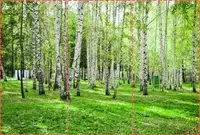 Фотошпалери текстуровані, вінілові Ліс, 250х380 см, fo01inV_fs00007