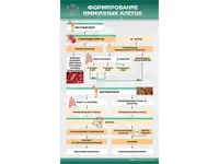 Стенд "Формування імунних клітин" Праймед