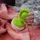 Прорезыватель-неваляшка Fat Brain Toys dimpl wobl зеленый (F2173ML)