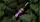 Спрей Iron Fish Purple Four 35ml