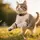 Поисковый трекер HOCO Tiger intelligent positioning anti-lost device (pet collar type) E91C