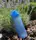 Бутылка CASNO KXN-1157 650 мл, Blue