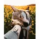 Картина по номерам Strateg ПРЕМИУМ Доверие с лаком размером 40х50 см VA-2996