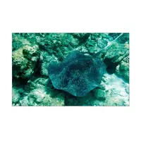 Море для аквариума наклейка с рыбами 60х100 см.