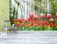 Фотообои текстурированные, виниловые Цветы, 250х380 см, fo01inV_fl12624