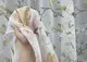 Тюль (4х2.65м.) батист, коллекция "Flora". Цвет белый с бежевым. Код 1908т 42-1271