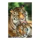 Постер "Mother's Love (Tigers)" 61 x 91,5 см