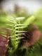 Растение хищник Венерина Мухоловка AlienPlants B52 Dionaea muscipula B52 размер L