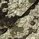 Лонгслив Chiton Hood CoolPass SJ Norman (6656), XXXL