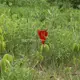 Флажки для обозначения взрывоопасных предметов 5 шт