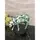 Коллекционная статуэтка корова Manda Cowru, Size L