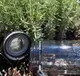 Пляшка для води CASNO 1000 мл KXN-1111 Сіра