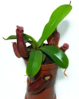 Рослина хижак Непентес Кривава Мері AlienPlants Nepenthes Bloody Merry