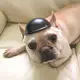 Мотошлем для животных RESTEQ размер M для собаки для кота мини шлем для питомцев для мотоцикла велосипеда стильный аксессуар