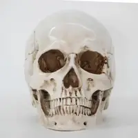 Анатомічна модель Череп RESTEQ 19x14x16 см, Модель черепа людини, знімна щелепа, Череп людини декоративний