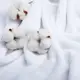 Ткань махровое полотно Велсофт белое