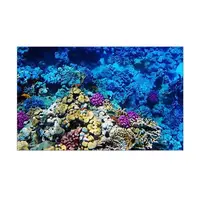 Морське дно наклейка в акваріум 40х65 см (650х400)