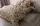 Постельное белье семейное ТЕП Soft dreams Gorgeous Flowers 2-03860-25660 150х215х2 см