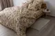 Постельное белье семейное ТЕП Soft dreams Gorgeous Flowers 2-03860-25660 150х215х2 см