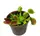 Растение Хищник Венерина мухоловка Дентан AlienPlants Dionaea muscipula Dentate размер L