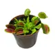 Растение Хищник Венерина мухоловка Дентан AlienPlants Dionaea muscipula Dentate размер L