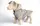 Ветровка 305213 Zoobaza - 21 х 32, серый
