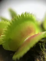 Рослина Хижник Венерина мухоловка Дента AlienPlants Dionaea muscipoula Dentate розмір S