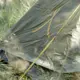 Палатка Grand Canyon Apex 1 Alu Capulet Olive (30921258)