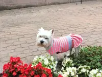 Сукня для собак Гольф Новинка 21*27