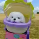 Игровой набор с песиком в коляске "Cute Pet", сиреневый вид 2