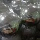 Уценка. Новогодние украшения, 24 шт, шарики, D=5,5 см, в слюде - Повреждена упаковка