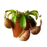 Рослина хижак Непентес Хукеріана AlienPlants Nepenthes "Hookeriana"