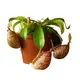 Растение хищник Непентес Хукериана AlienPlants Nepenthes "Hookeriana"